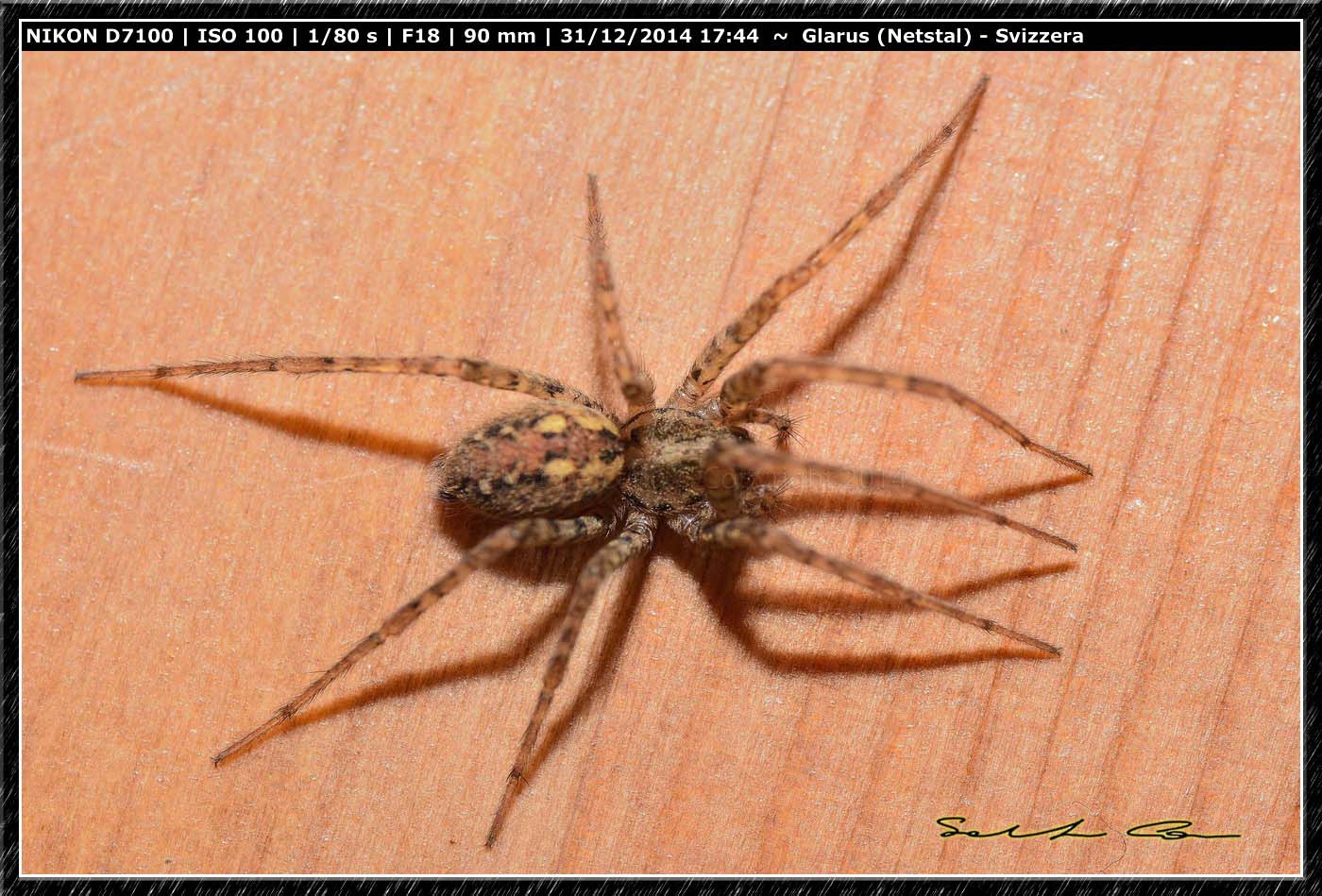 Tegenaria ferruginea - Netstal (Glarus), Svizzera